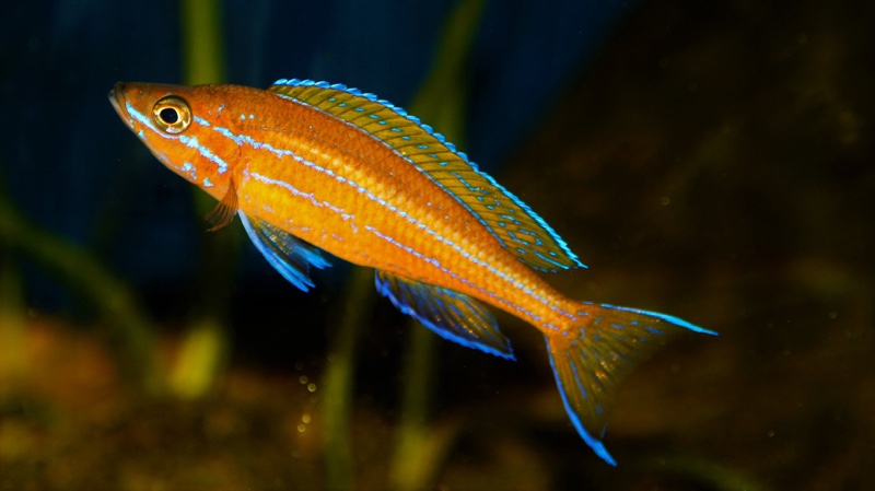 Paracyprichromis nigripinnis
